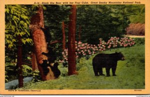 Bears Black She Bear With Her Cubs Great Smoky Mountains National Park Curteich