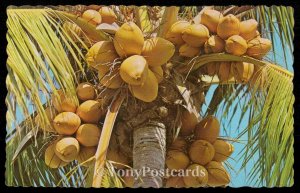 Coconut Palm. Jamaica, W. I.