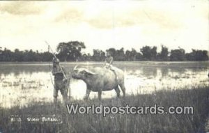 Real Photo Water Buffalo Malaysia Unused 