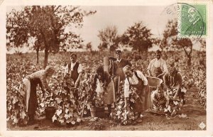 Lot124 grape harvest in the szekszard area  hungary real photo types folklore
