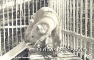 Real Photo - Broardmoor - Cheyenne Mt. Zoo, Colorado Springs, CO USA Bear Unu...