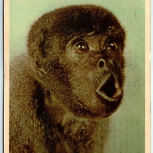 c1960s Woolly Monkey National Zoological Park Washington DC Postcard Leech A11