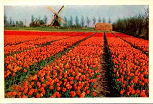 Netherlands Tulpenvelden