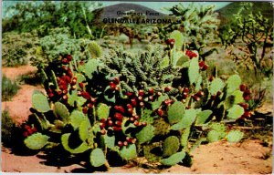 Postcard NATURE SCENE Glendale Arizona AZ AN7816