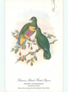 1950's SOLOMON PILAND FRUIT PIGEON BIRD AC7095