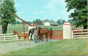 postcard Horse Farms in Kentucky - Calumet Farm - horses at gate