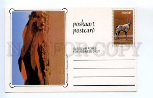 420430 SOUTH AFRICA SWA 1980 year Sossus Vlei antelope postal postcard