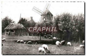 Modern Postcard Mount Dol Moulin du Tertre Sheep