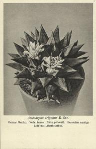 Cactus Cactaceae, Ariocarpus Trigonus K. Schumann (1920s) Otto Stoye Postcard