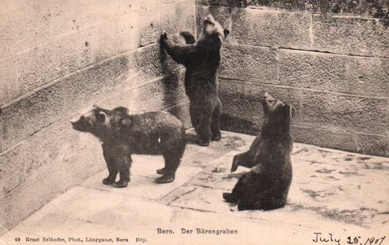 Bears,Bern Zoo,Bern,Switzerland BIN