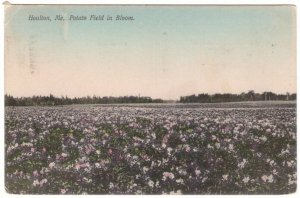 Potato Field In Bloom, Holten, Maine, Antique Postcard, 1939 Slogan Cancel