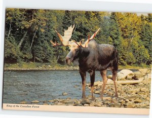 Postcard Canadian Moose King of the Canadian Forest Canada