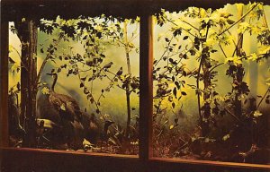 Ohio Birds, Summer Residents Ohio State Museum - Columbus, Ohio OH