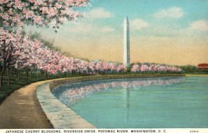 Postcard Japanese Cherry Blossoms Riverside Drive Potomac River Washington DC