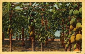 FL - Papaya Plantation