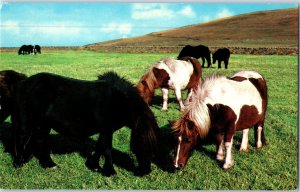 Shetland Ponies Grazing In A Pasture Postcard