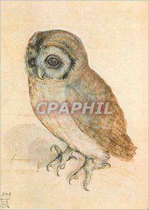 Modern Postcard Albrecht Durer Das K�uzchen Wien Albertina Museum Owl Owl