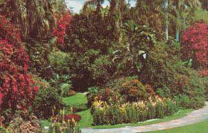 Florida St Petersburg Sunken Gardens Tropical Garden Scene