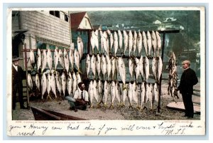 1906 A Catch Of Yellow Tail Fishes Santa Catalina Island California CA Postcard