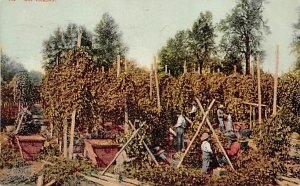 Hop Picking Farming 1908 