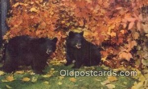 Bear, Black and Brown Bear Unused 