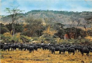 B91317 buffalo herd and egrets in manyara game park tanzania africa