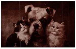 Dog ,  with Kittens , Chums