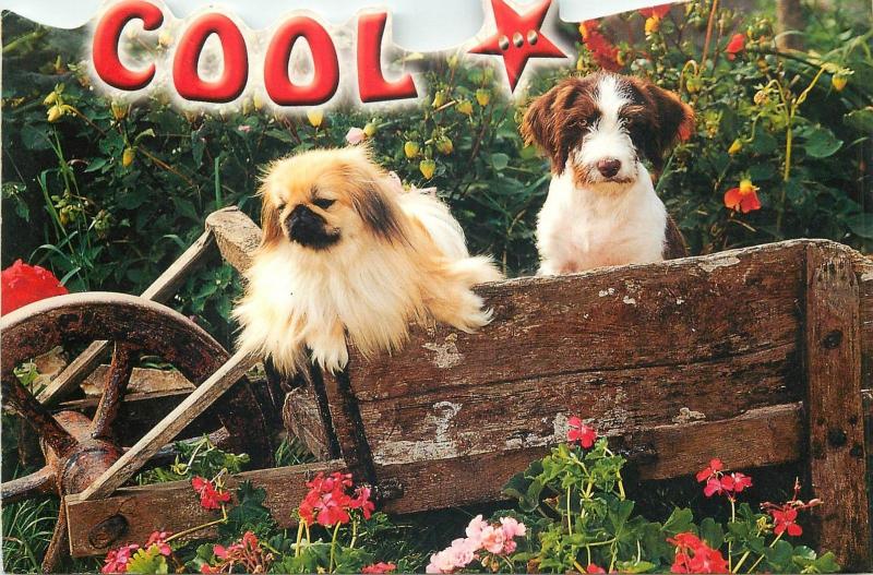 Postcard animals topic animaux cool dogs
