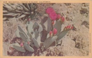 Beavertail Cactus In Bloom California