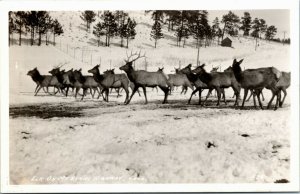 DOPS RPPC Real Photo Postcard CO Elk on Mount Evans Highway in Winter 1930s K34