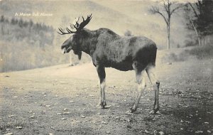 Maine Bull Moose Maine Moose 1942 
