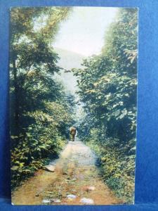 Postcard PA Williamsport Lovers Lane Bald Eagle Mountain 1911