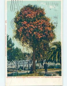 Pre-1907 GLAZENWOOD ROSE FLOWER GARDEN Santa Cruz California CA A1716