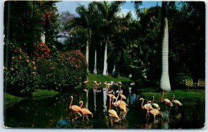 Flamingos In A Typical Florida Setting, Jungle Gardens - Sarasota, Florida