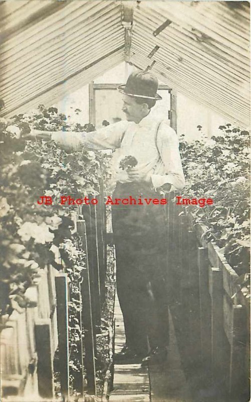 Unknown Location, RPPC, Man Workin in Green House, Photo 