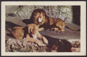 Lions,San Diego Zoo,CA Postcard