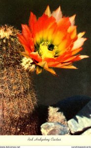 Red Hedgehog Cactus In Bloom