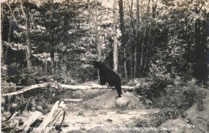 RPPC Bear in the North Woods near Iron Mountain MI, Michigan