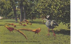 Florida Miami Beauty and The Beast Goose and Turky Rare Bird Farm