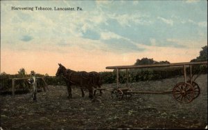 Lancaster Pennsylvania PA Harvesting Tobacco Agriculture Farming c1910 Postcard