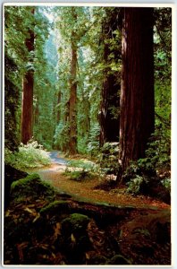 Postcard - Wonders Of The Ages, Avenue of the Giants - California