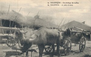 Greece Thessaloniki Salonica A Yoke Of Oxen 05.73