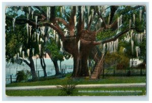 C.1910 Giant Old Live Oak Tree House Biloxi Mississippi Vintage Postcard P94 