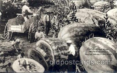 Carving Watermelons, Postcard Post Card Photo by Wm. H. Martin Postcards 