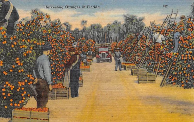 Harvesting Oranges Florida, USA Fruit Assorted Unused 