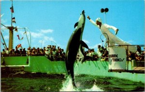 Florida Marineland Marine Studios Porpoise Jumping For Food