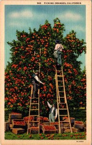 Picking Oranges,CA BIN