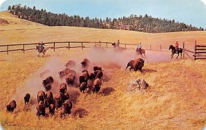 Naitonal Bison Range Moiese, Montana, USA