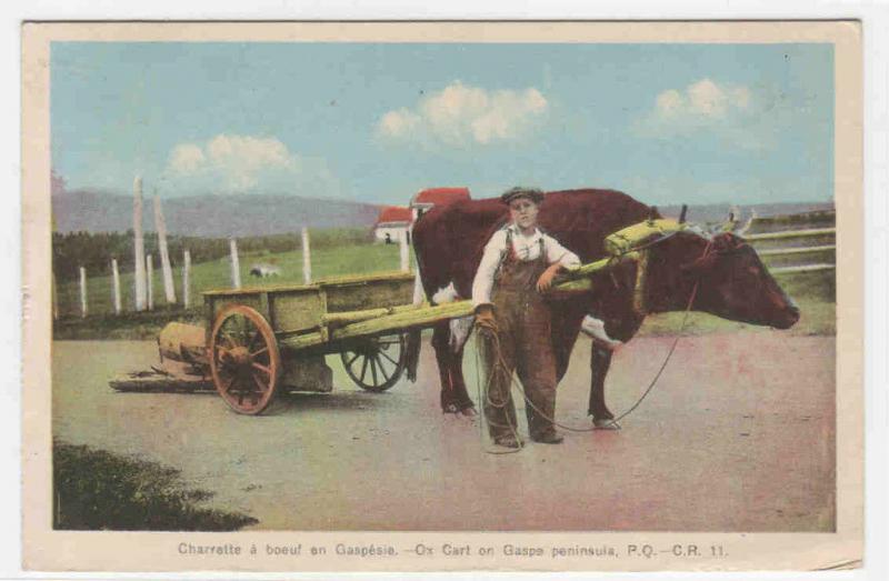 Ox Cart & Farmer Gaspe Peninsula Quebec Canada 1940 postcard 