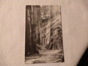 1928 Evening Sunbeams, California Redwood Park Postcard